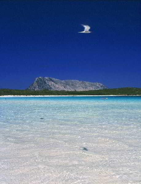 Le Canne * San Teodoro (Sardinia)